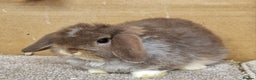 Mini Lop rabbits for sale: Gorgeous mini lop babies - Advert 5