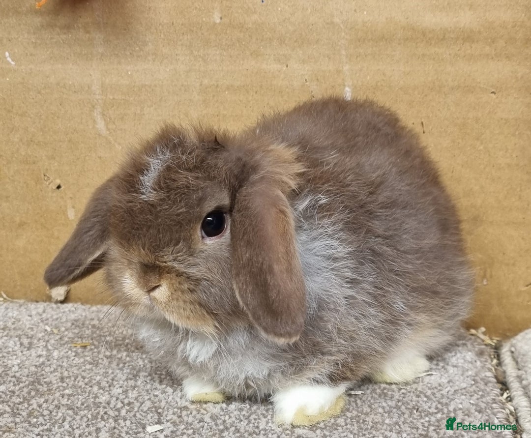 Mini Lop rabbits for sale: Gorgeous mini lop babies - Advert 5
