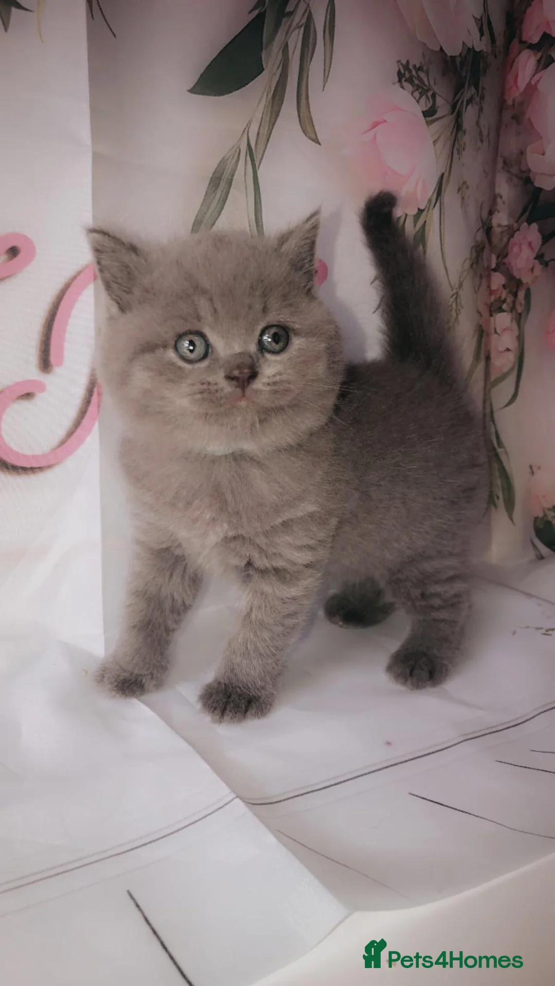 British Shorthair cats for sale: Stunning pedigree british shorthair kittens in Blyth - Advert 9