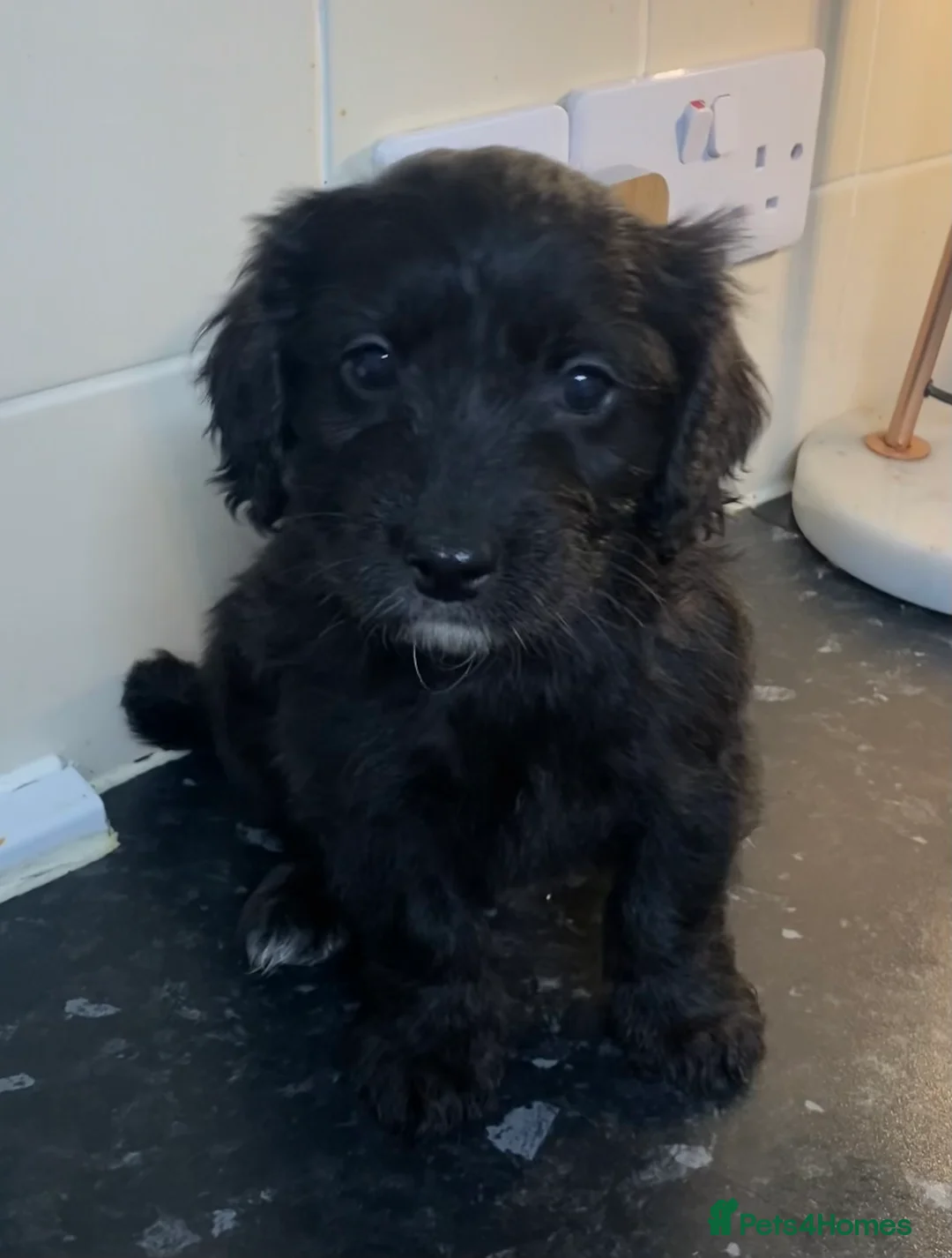 Cockapoo dogs for sale: Beautiful F2 Cockapoo puppies 🏡🐶  - Advert 22