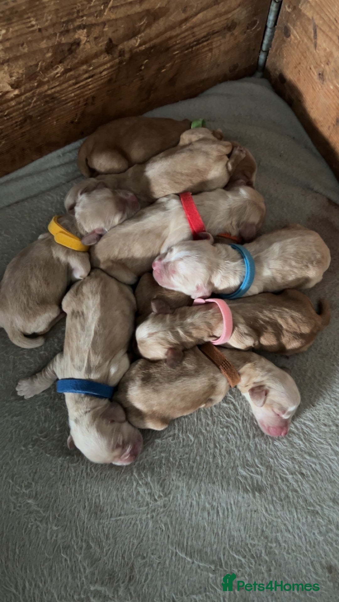 Cocker Spaniel dogs for sale: Lemon working cocker spaniels  - Image 2