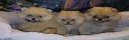 Pomeranian dogs for sale: TINY MINIATURE HEALTH TESTED POM PUPPIES  in Manchester - Advert 4