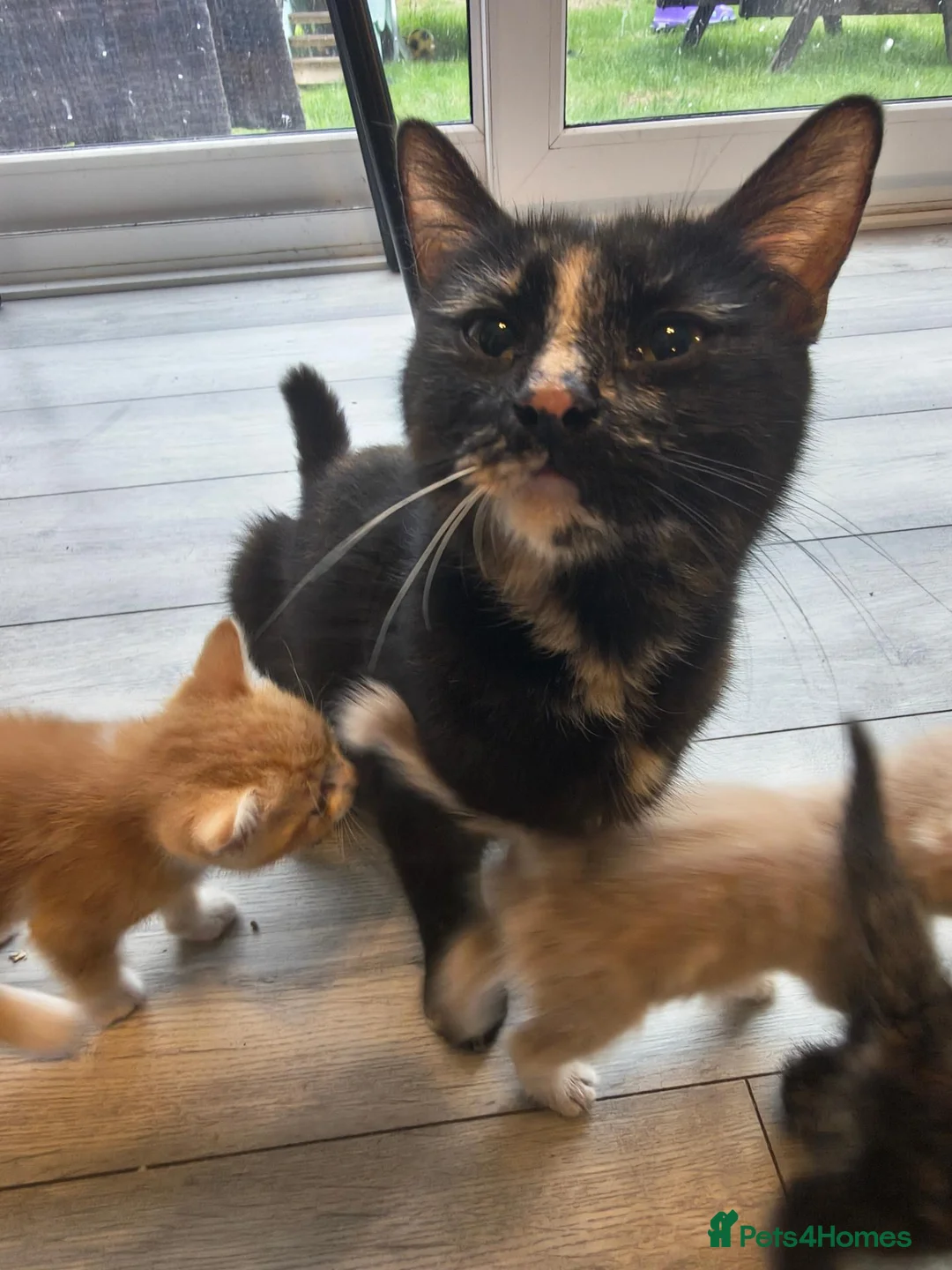 Mixed Breed cats for sale: Kittens for sale  in Ipswich - Advert 24
