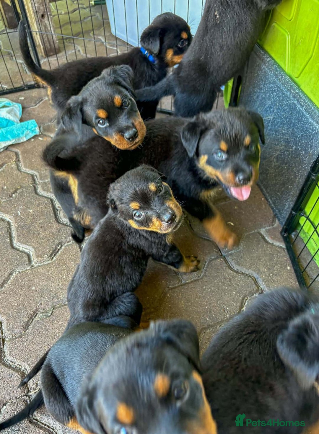 Rottweiler dogs for sale: Adorable healthy Rottweiler pups for nice homes - Advert 2