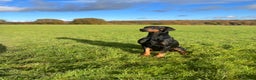 Dobermann dogs for stud: Elite Dobermann Stud Available  in Skegness - Advert 6