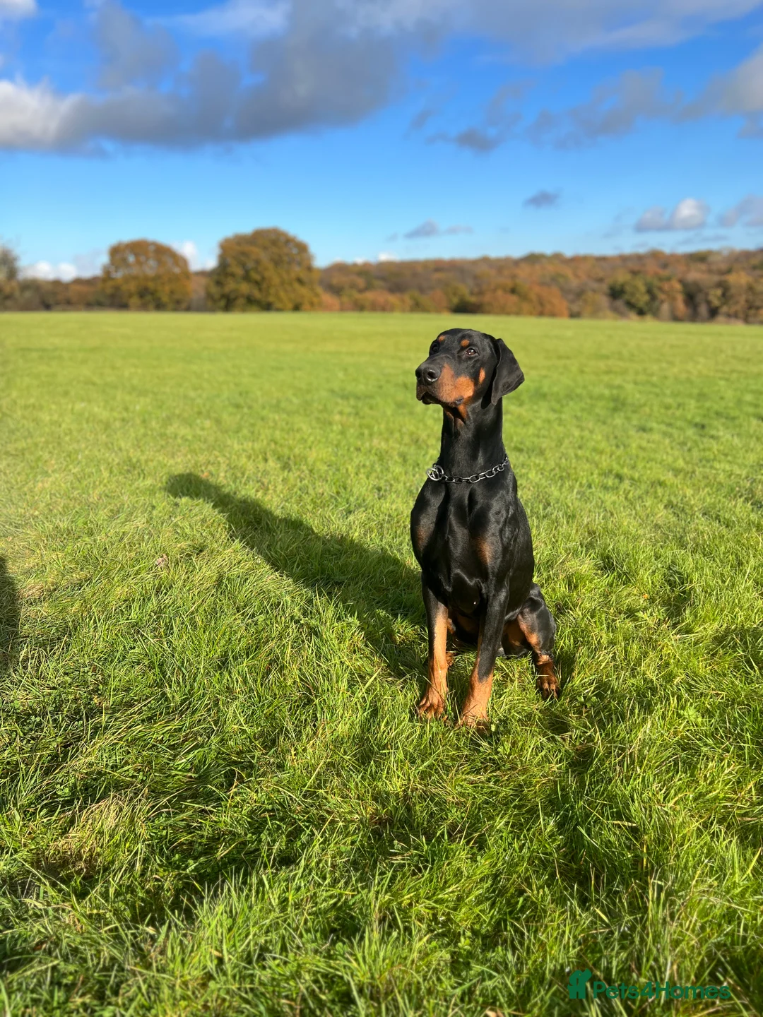 Dobermann dogs for stud: Elite Dobermann Stud Available  in Skegness - Advert 6