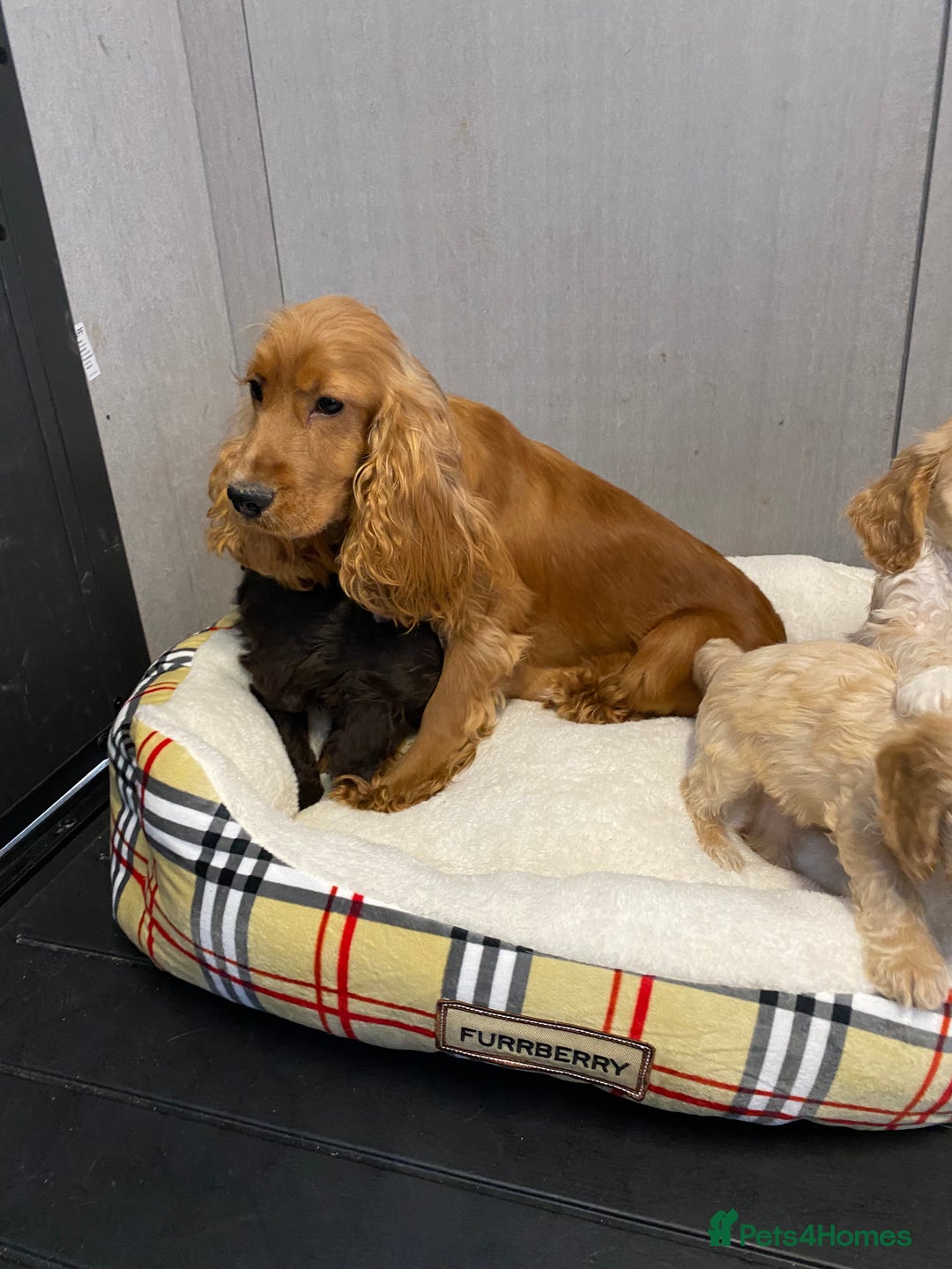 Cockapoo dogs for sale: AMAZING STUNNING F1 SHOW TYPE COCKAPOO  - Image 33