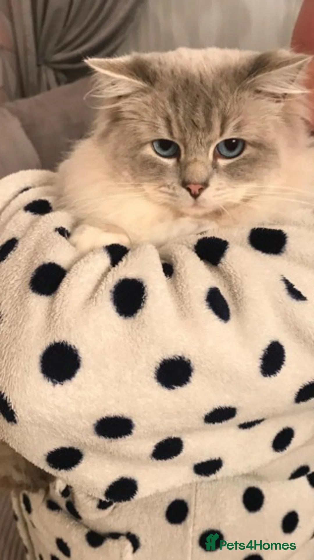 Ragdoll cats for stud: Most gorgeous boy romeo! :)  - Advert 2