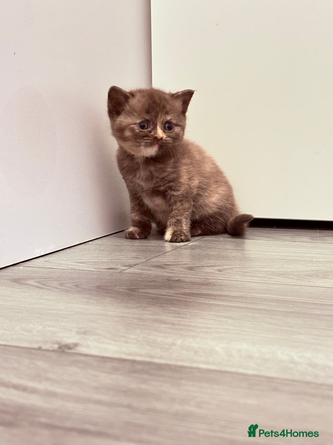 British Shorthair cats for sale: Beautiful GCCF Registered MultiColoured BSH kitte  - Advert 5