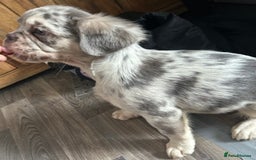 French Bulldog dogs for sale: x2 boys🔥🐾Ready Now🔥🐾Fluffy French bulldogs🔥🐾 in Rotherham - Image 33