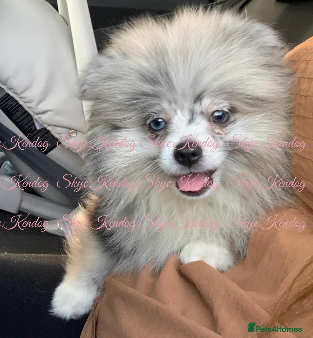 Pomeranian dogs for stud: KCREG BLUE MERLE TEDYBEAR POMERANIAN HETEROCHROMIA in Barnsley - Advert 2