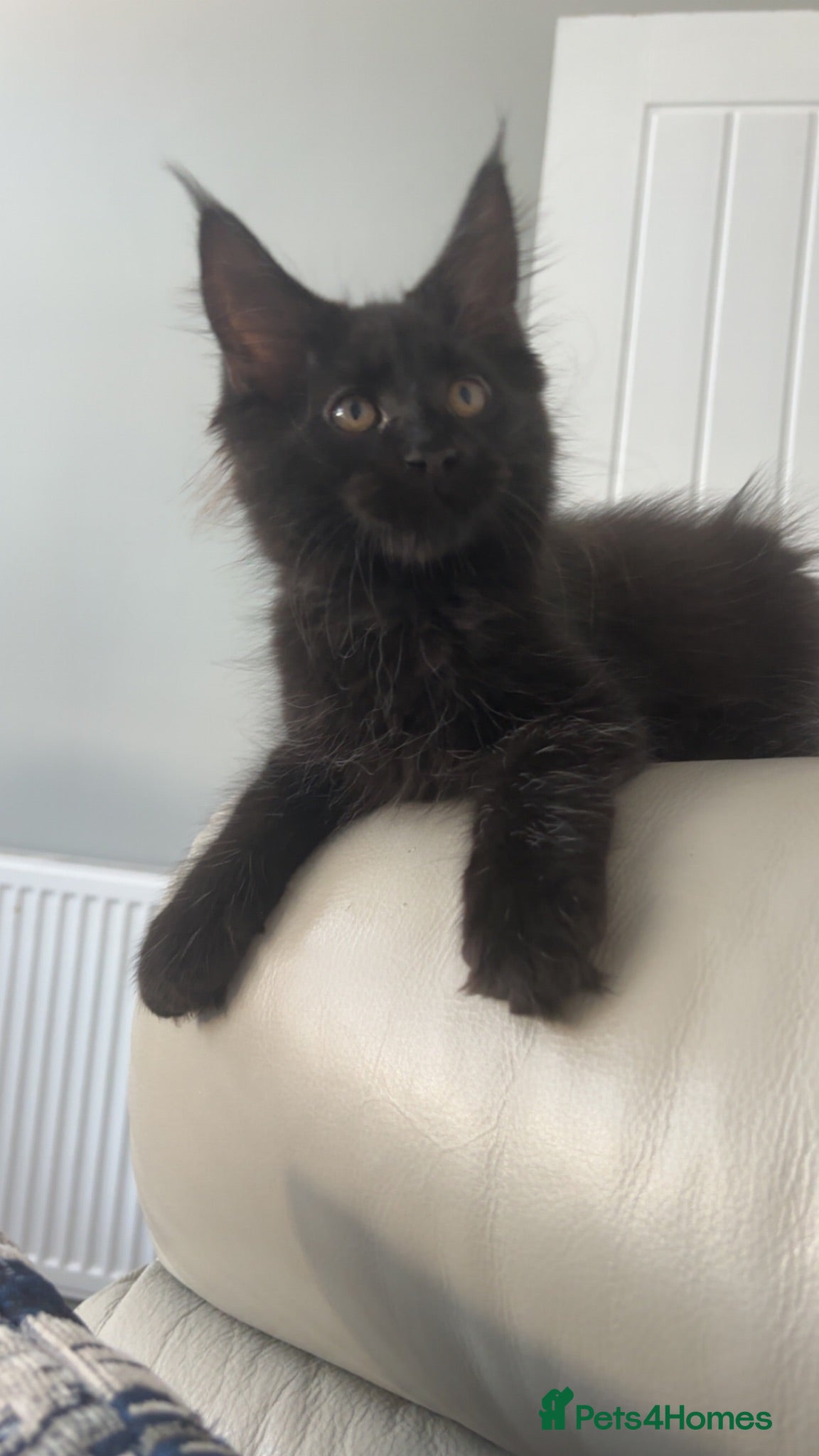 Maine Coon cats Beautiful babies! - Advert 10