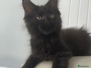 Maine Coon cats Beautiful babies! - Advert 10