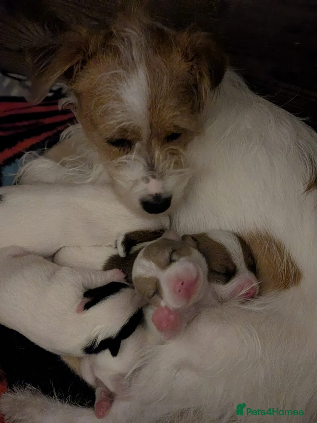 Jack Russell dogs for sale: Jack Russell Puppies - Advert 2