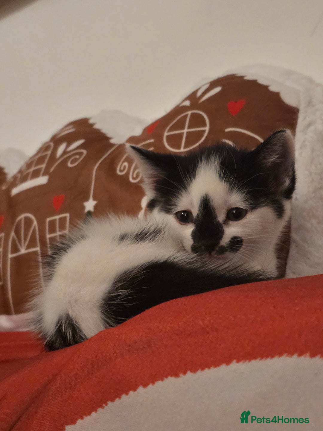 Mixed Breed cats for sale: 😺Adorable kittens .. loving ❤️home – ready soon!" - Advert 1