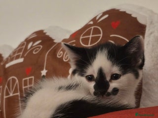 Mixed Breed cats 😺Adorable kittens .. loving ❤️home – ready soon!" - Advert 2