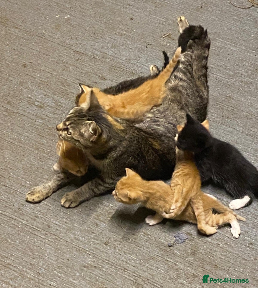 Mixed Breed cats for sale: Beautiful farm kittens  - Image 4