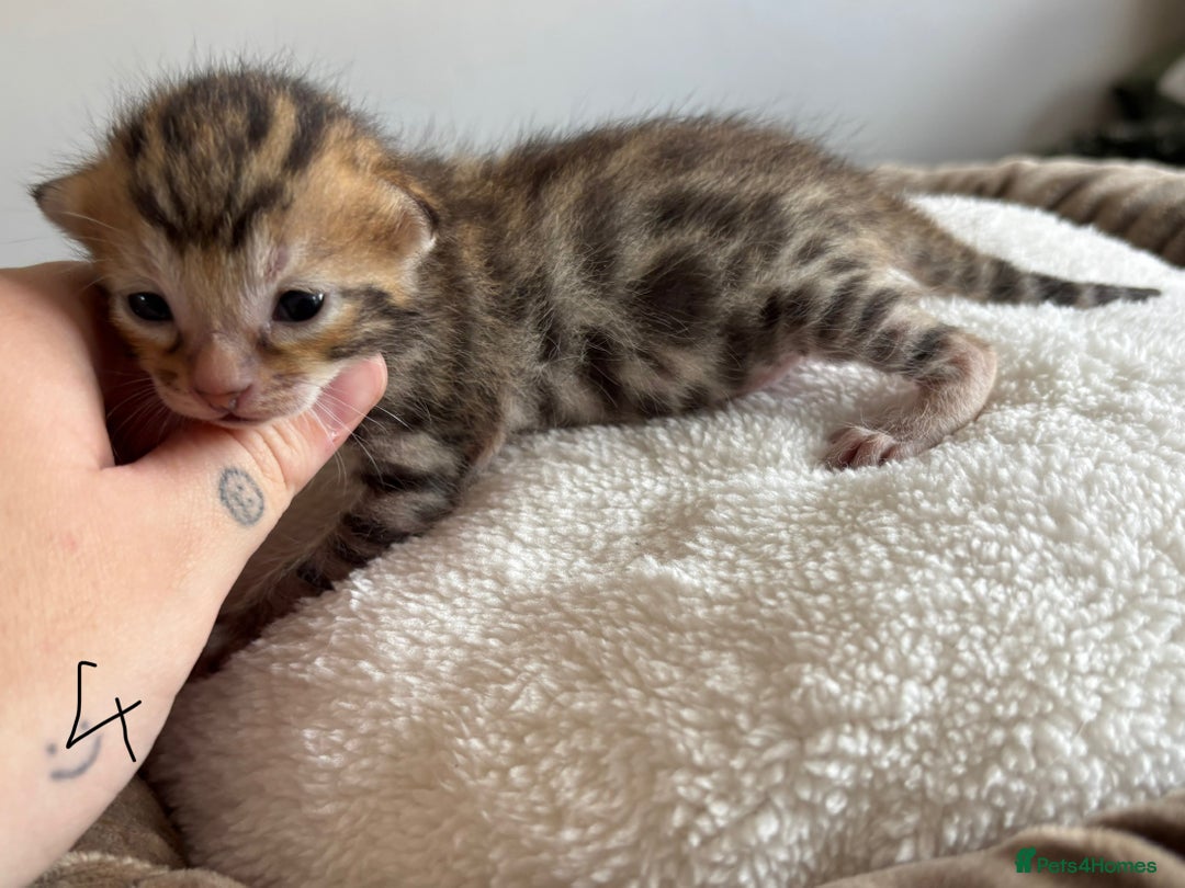 Bengal cats for sale: Bengal kittens - Image 14