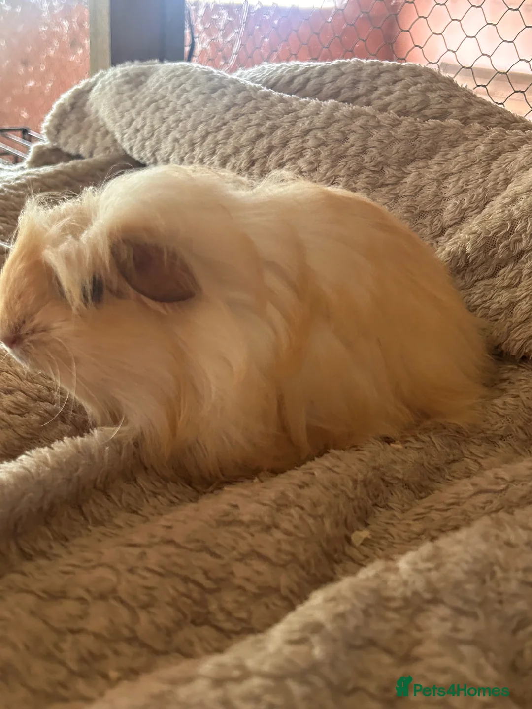 Guinea Pig rodents for sale: Lovely pure breed guinea pig girls  - Advert 9