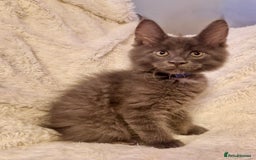 Maine Coon cats for sale: 🌟Ready to leave 4 XL Maine Coons active available - Image 16