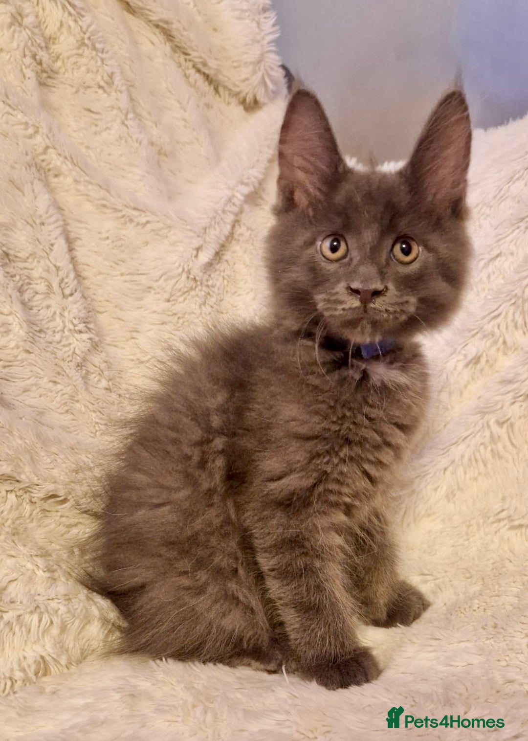 Maine Coon cats for sale: 🌟Ready to leave 4 XL Maine Coons active available - Image 16