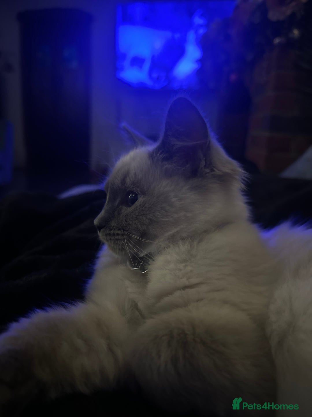 Ragdoll cats for sale: Ragdoll kitten  - Advert 10