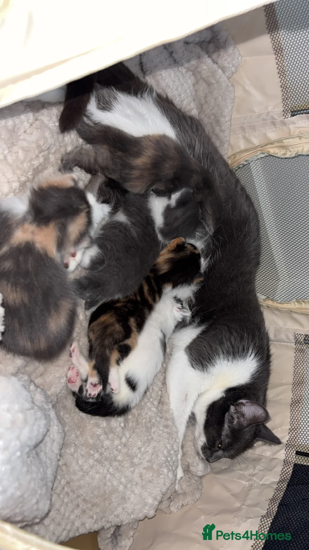 Mixed Breed cats for sale: Beautiful mixture rare dilute calico kittens 😻 - Advert 16