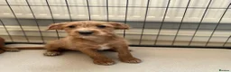 Jackapoo dogs for sale: Jackapoo Puppies Ready Now - Advert 12
