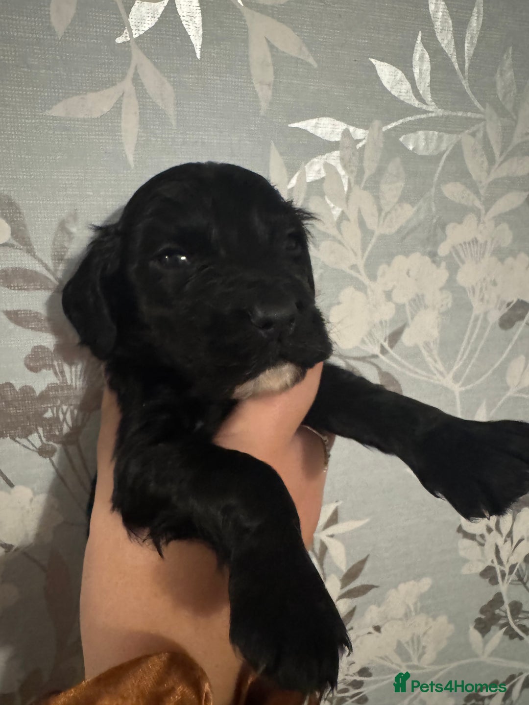 Cocker Spaniel dogs for sale: 1 BOY LEFT Stunning Cocker Spaniel puppies - Image 3