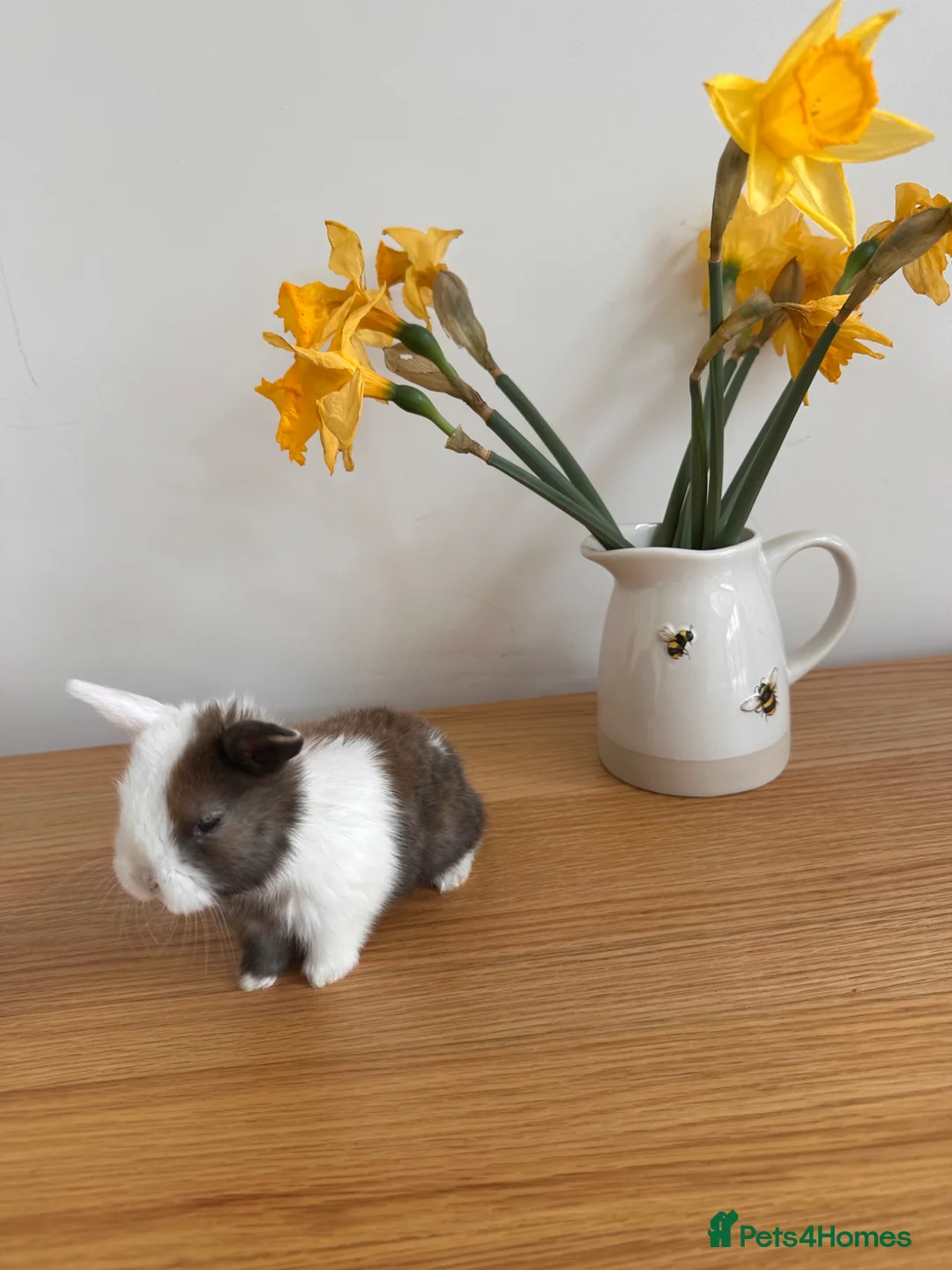 Mini Lop rabbits for sale: Baby bunnies for sale in Wolverhampton - Advert 12