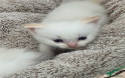 Ragdoll cats for sale: Tortie Lynx Flame Lynx pedigree Ragdolls - Image 24
