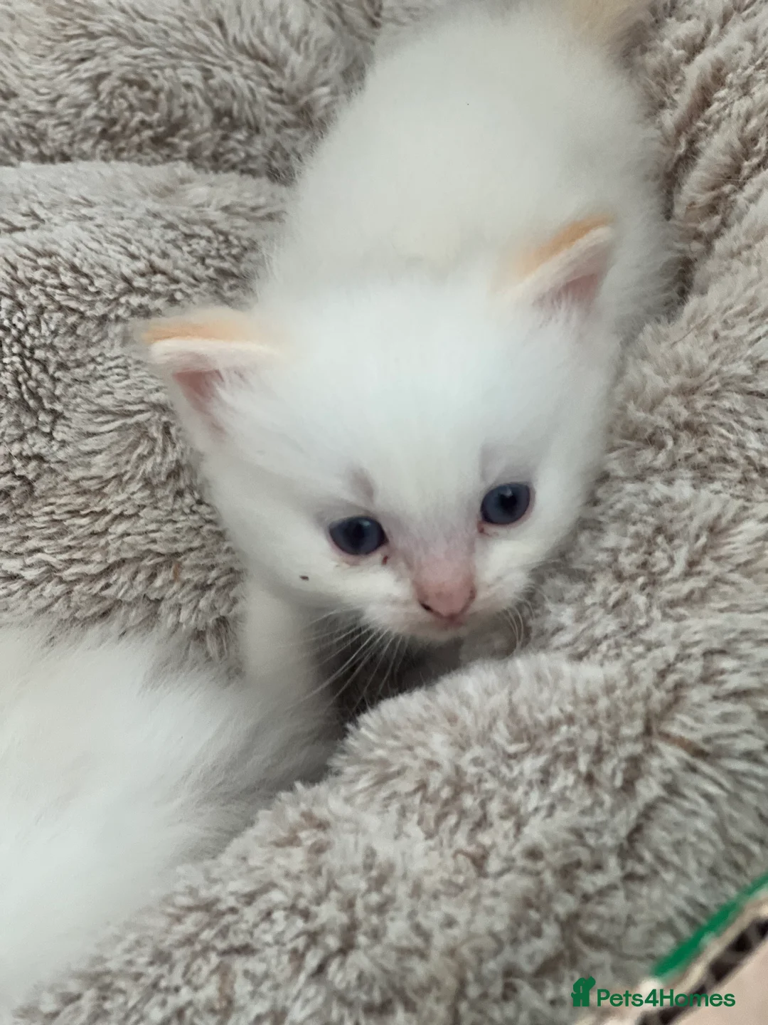 Ragdoll cats for sale: Blue Tortie Lynx kittens pure ragdolls - Advert 22