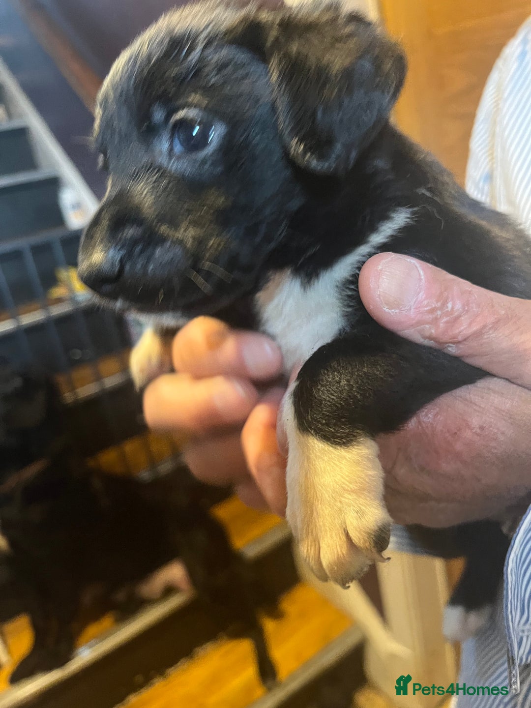 Mixed Breed dogs for sale: 8 puppies available rottweiler x border collie - Image 12