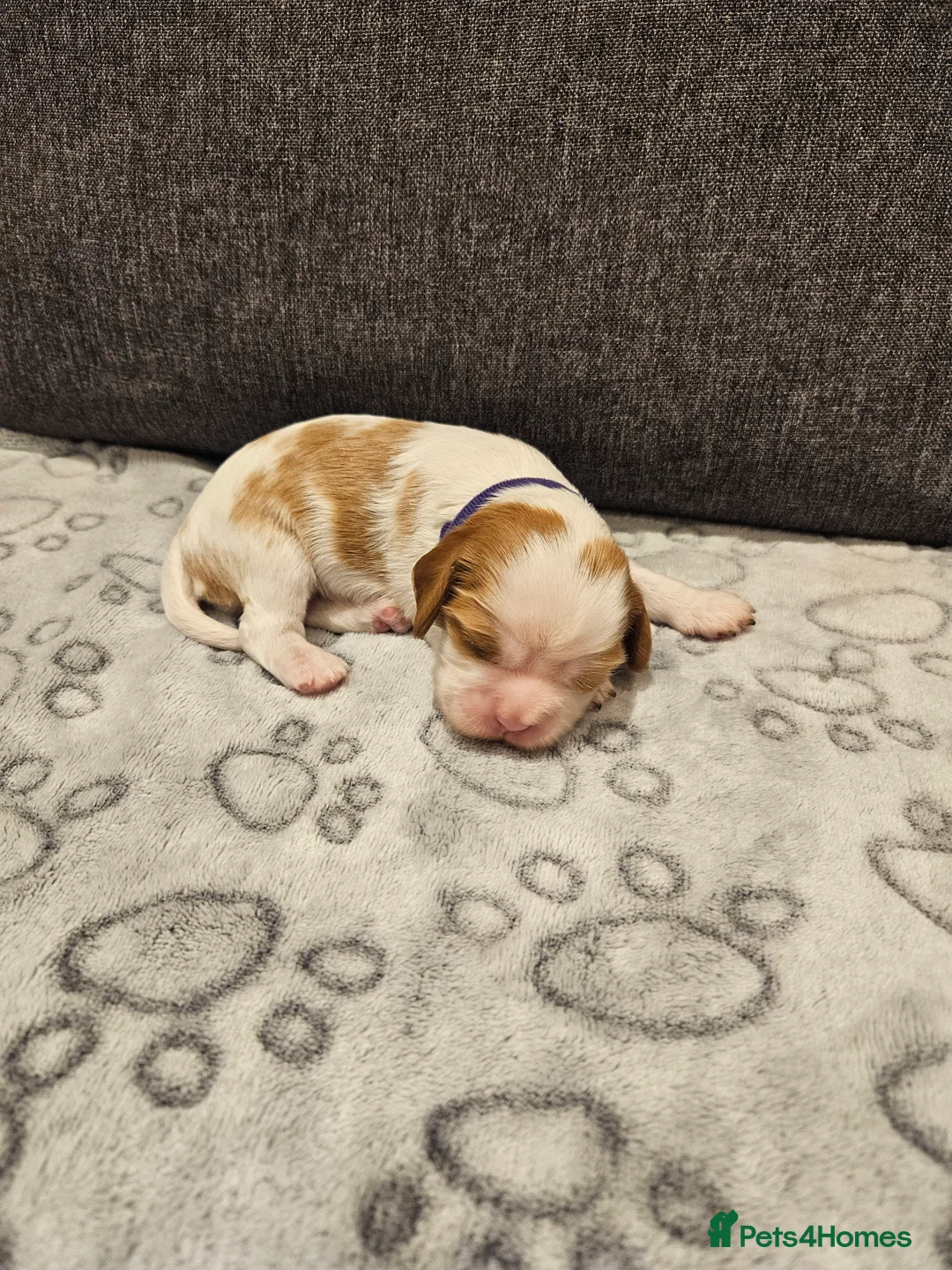 Cavalier King Charles Spaniel dogs for sale: * KC reg Cavalier King Charles Spaniel * - Advert 7