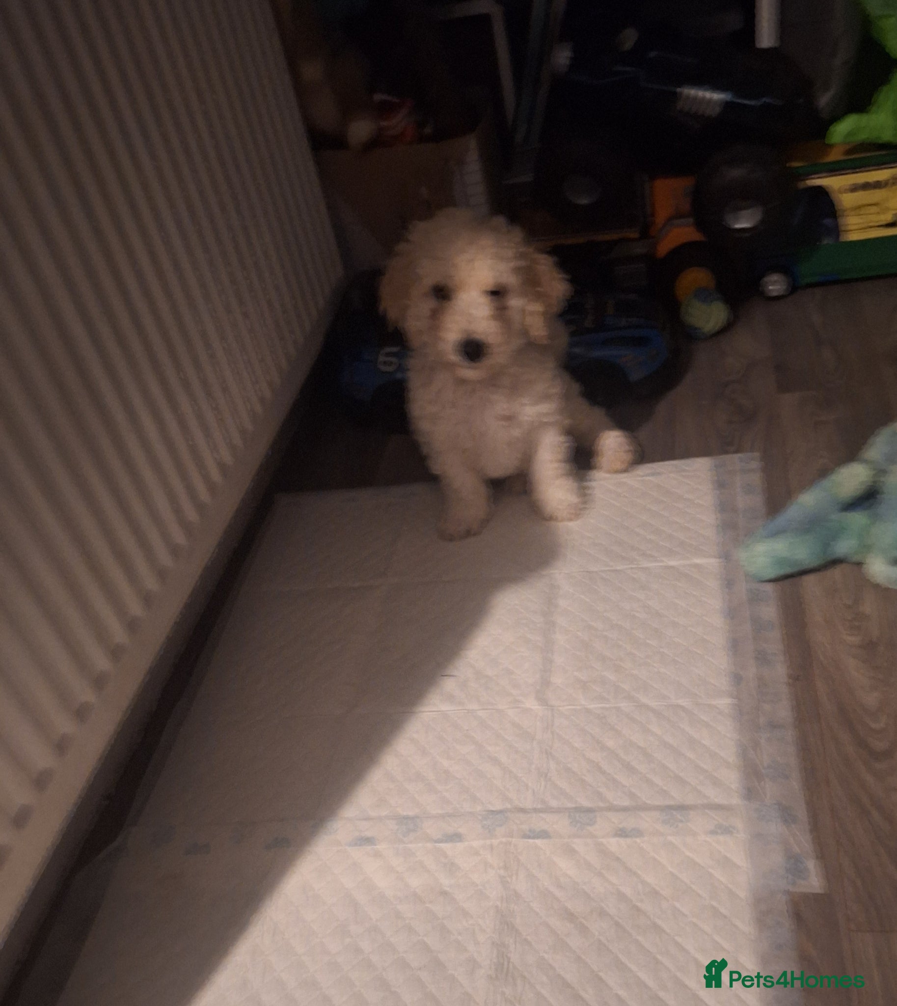 Poochon dogs Poochon pups 7 weeks old - Advert 1