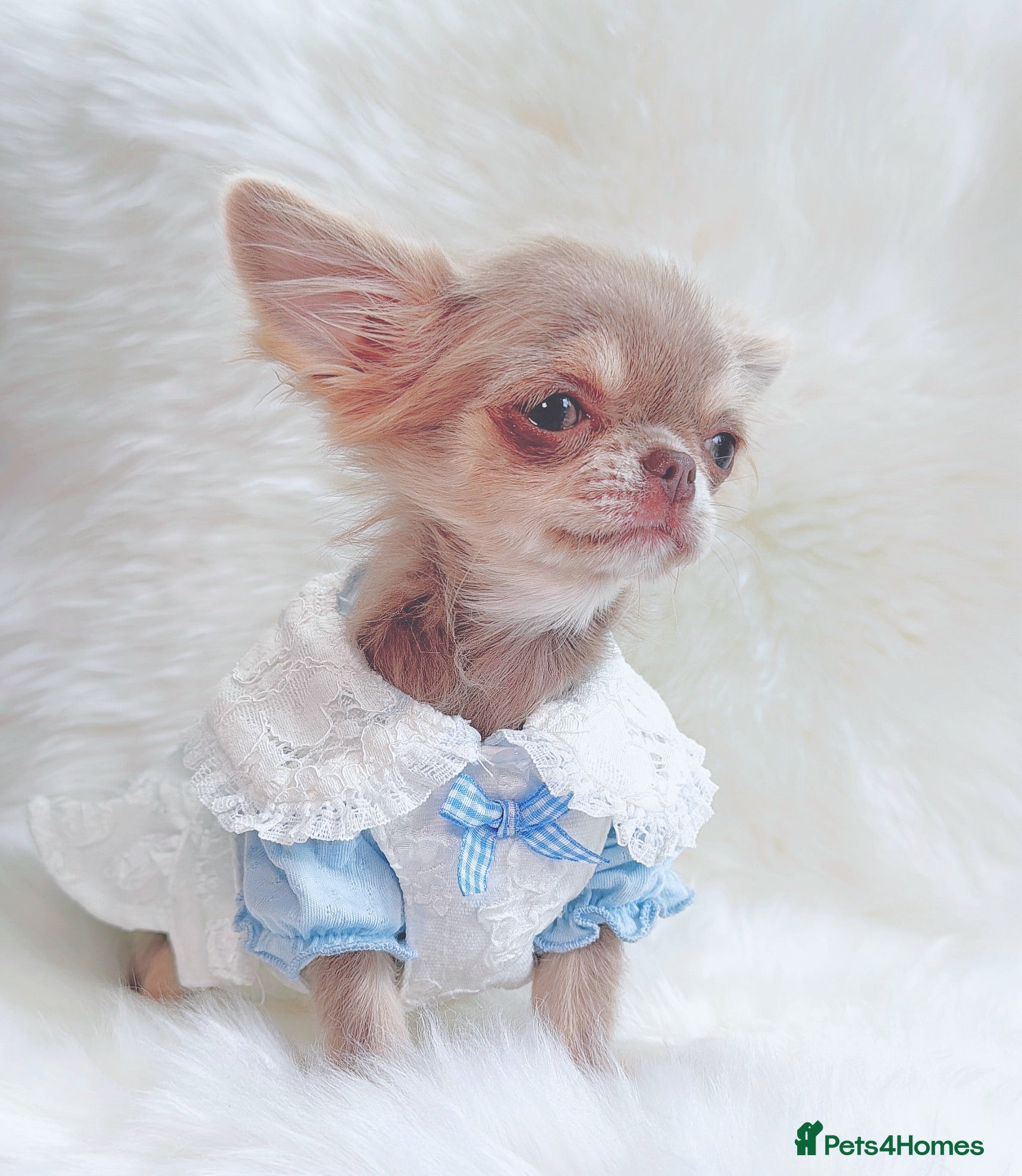 Chihuahua dogs Beautiful lilac girl - Advert 15