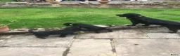 Cockerdor dogs for sale: Ding-Dong Bell,  Puppies in a Well ! in West Malling - Advert 3