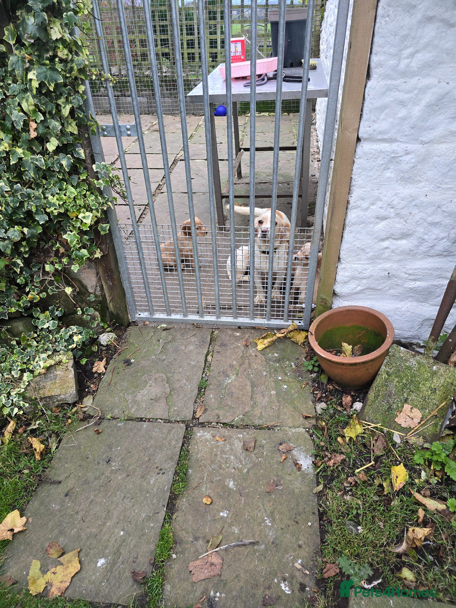 Cocker Spaniel dogs Working strain cocker spaniels - Advert 4