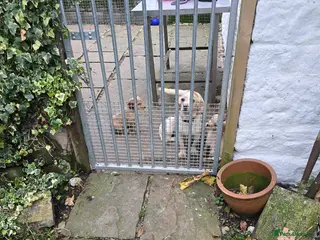 Cocker Spaniel dogs Working strain cocker spaniels - Advert 4