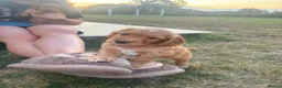 Cocker Spaniel dogs for sale: Cocker Spaniel in Crediton - Advert 7