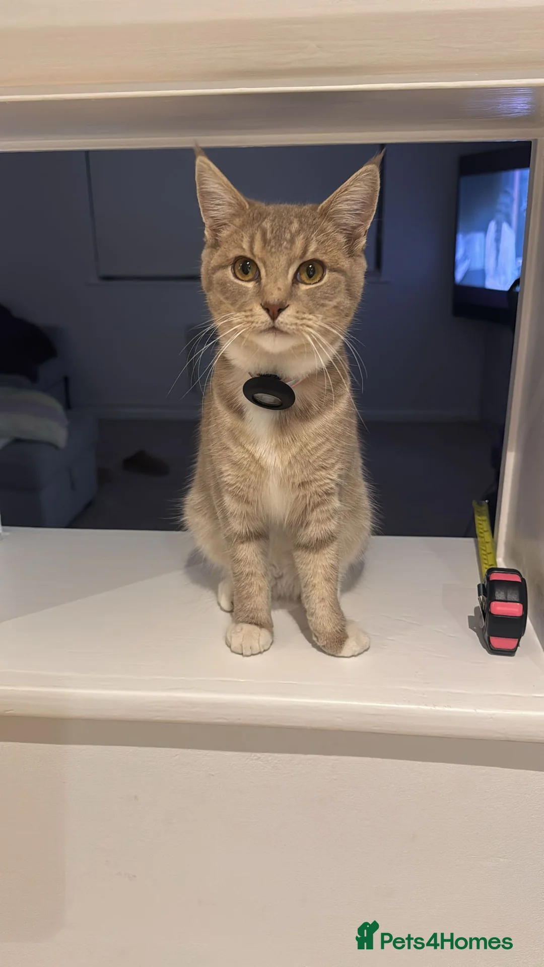 Mixed Breed cats for sale: Kittens  in Chesham - Advert 1