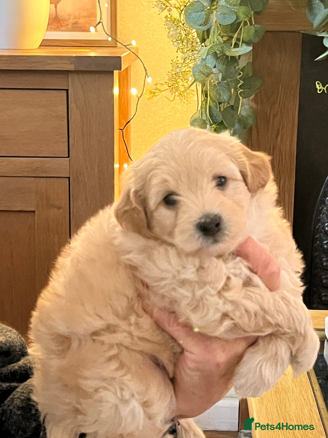 Maltipoo dogs for sale: Maltipoo puppies  - Advert 7