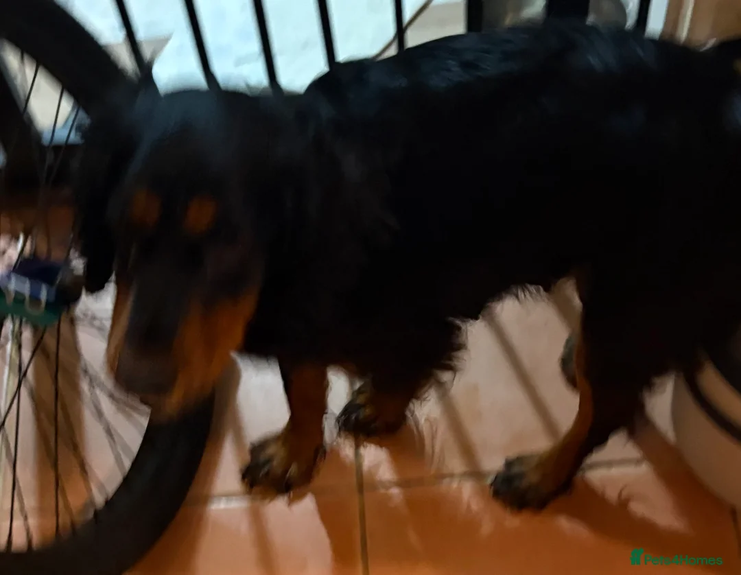 Cocker Spaniel dogs for sale: Working cocker spaniels  - Advert 1