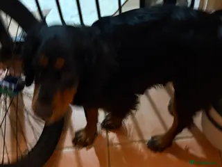 Cocker Spaniel dogs Working cocker spaniels - Advert 1