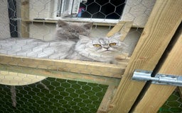 British Shorthair cats for sale: Beautiful litter of british shorthair kittens  - Image 2