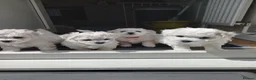 Bichon Frise dogs for sale: Bichon Frise puppies - Advert 4