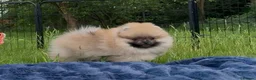 Pomeranian dogs for sale: Tiny Pomeranian Puppies  - Advert 11