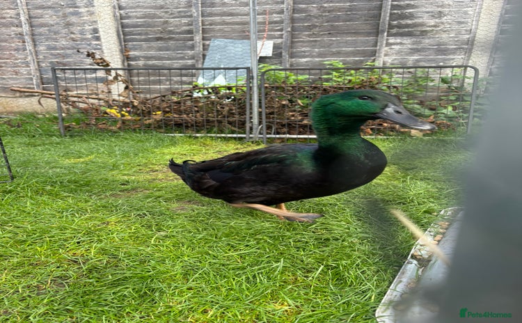 Ducks poultry - Advert 1