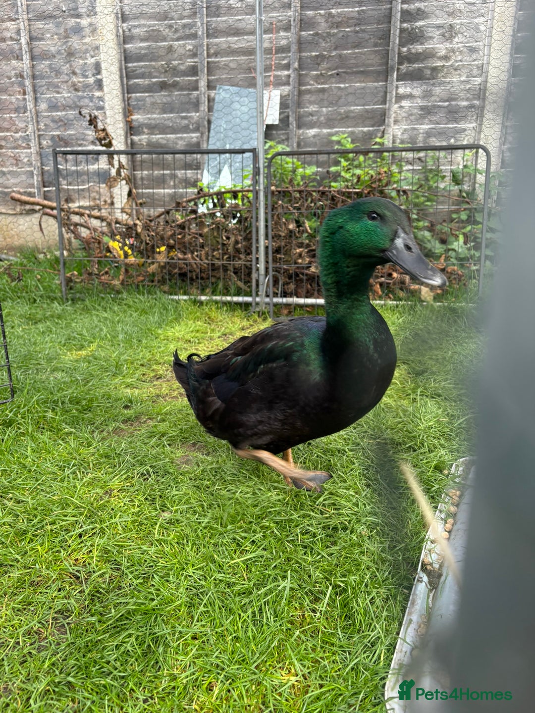 Ducks poultry for sale: Cayuga Ducks Male For Sale - Image 1