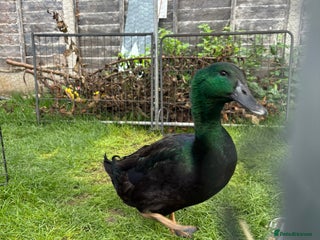 Ducks poultry - Advert 16